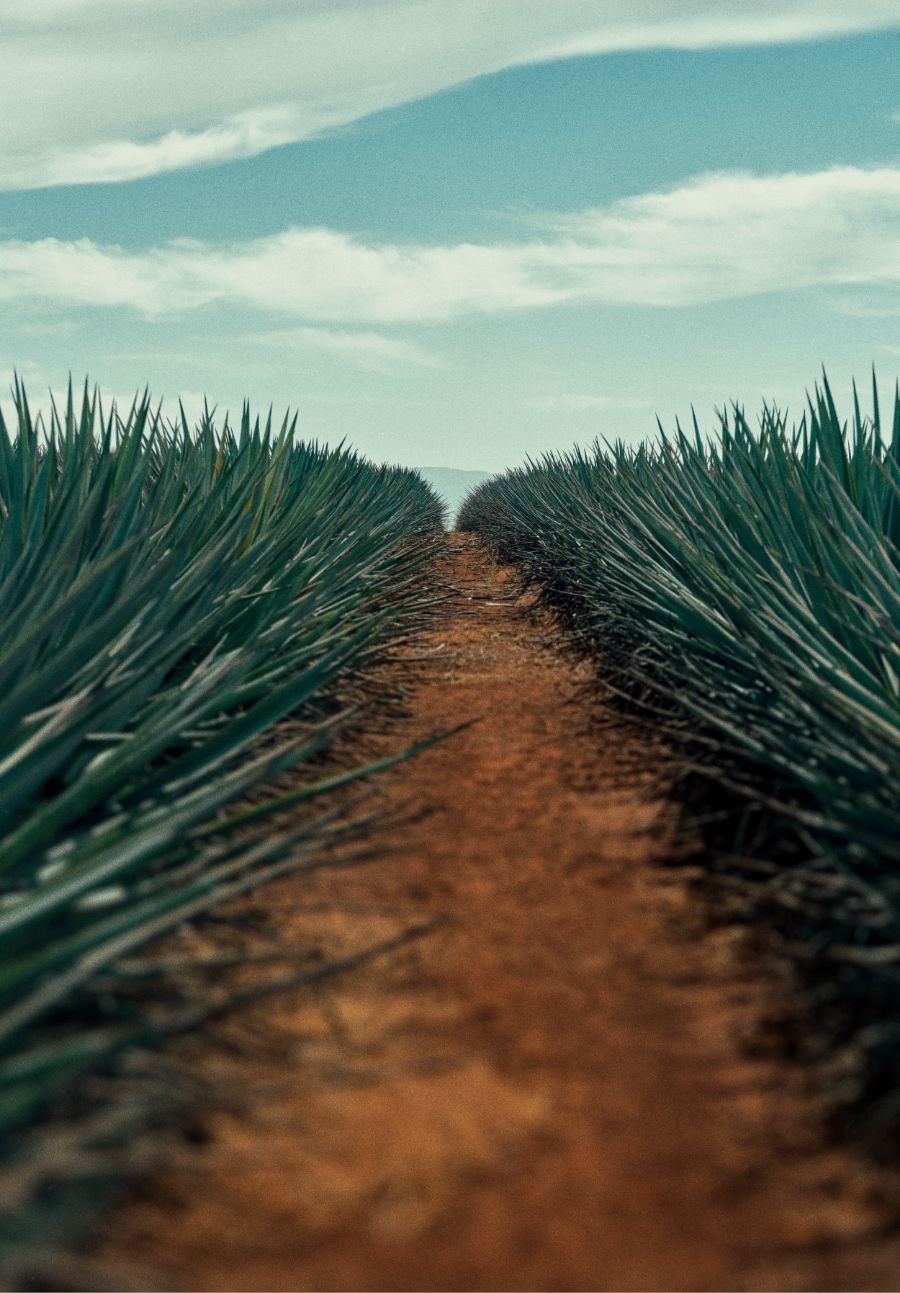 Agave field with dirt path down the middle