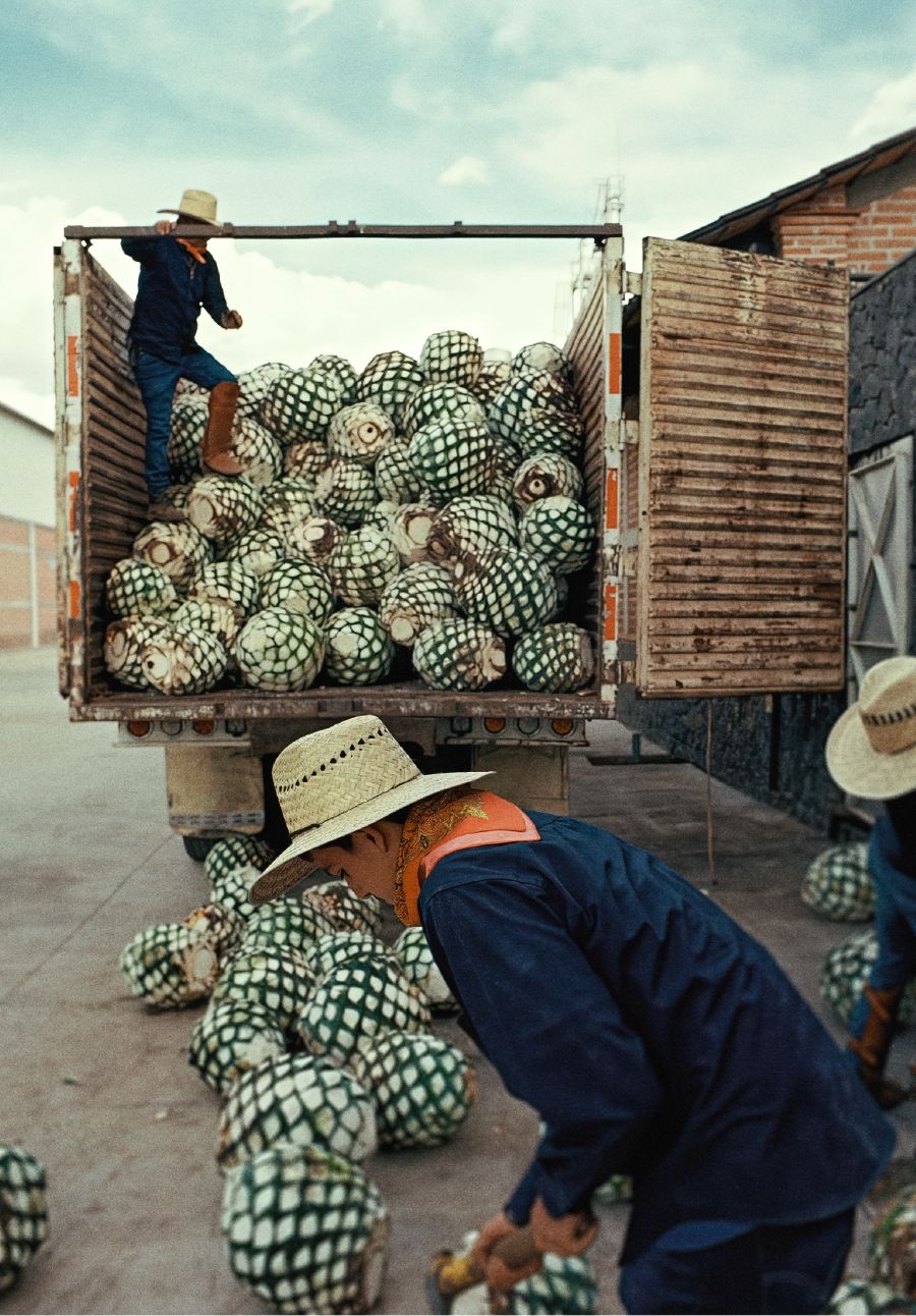 Truckload of agave plants being unloaded