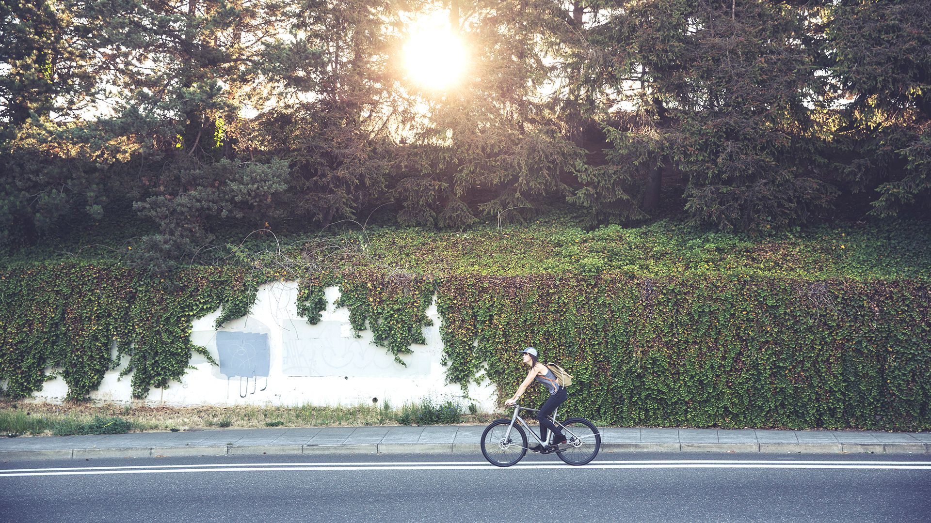 A cyclist rides along a road beside a dense hedge under a bright sun.